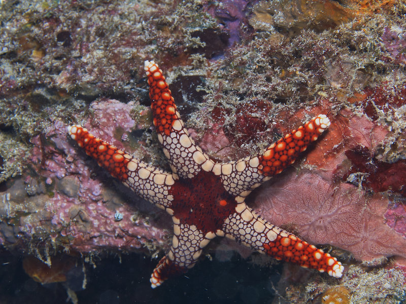 Starfish, Sabang Wreck
